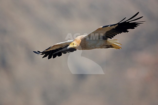 Adulte Aasgier in de vlucht; Adult Eqyptian Vulture in flight stock-image by Agami/Markus Varesvuo,