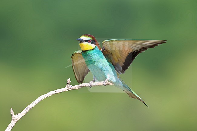 Bijeneter zittend; European Bee-eater perched stock-image by Agami/Marc Guyt,