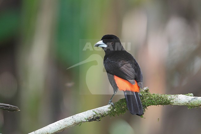 Roodrugtangare; Cherrie\'s Tanager stock-image by Agami/Mike Danzenbaker,