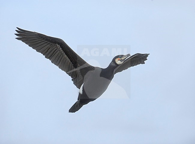 Great Cormorant flying; Aalscholver vliegend stock-image by Agami/Markus Varesvuo,