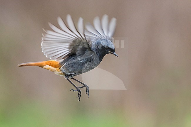 Zwarte Roodstaart; Black Redstart stock-image by Agami/Daniele Occhiato,