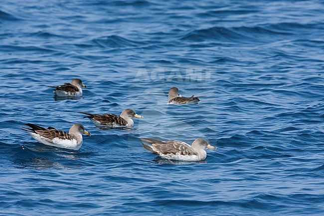 Scopoli's Shearwater - Gelbschnabel-Sturmtaucher - Calonectris diomedea, Spain (Mallorca), adult stock-image by Agami/Ralph Martin,