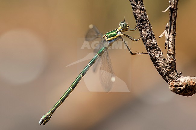 Vrouwtje Chlorolestes fasciatus, Female Mountain Malachite stock-image by Agami/Wil Leurs,