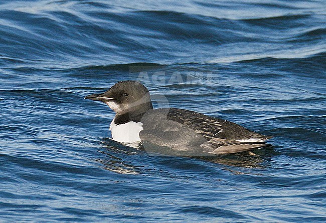 First-winter Thick-billed Murre (Uria lomvia) swimming in Portland Harbour, Dorset, England. Also known as Brunnich's Guillemot. stock-image by Agami/Steve Gantlett,