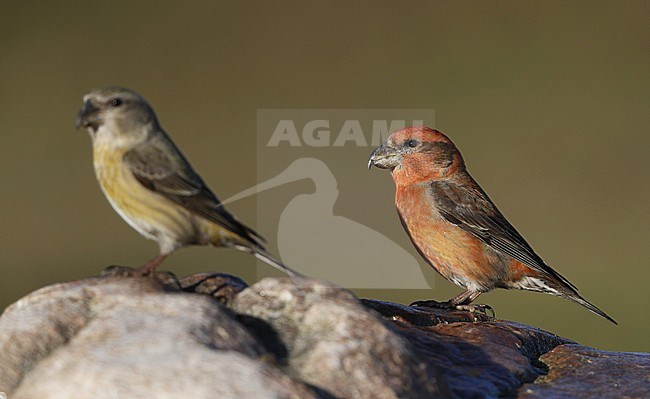 Parrot Crossbill, Loxia pytyopsittacus, male and female at Asserbo, Denmark stock-image by Agami/Helge Sorensen,