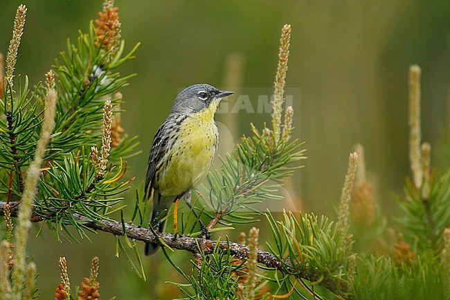 Adult 
Ogemaw Co., MI
May 2007 stock-image by Agami/Brian E Small,