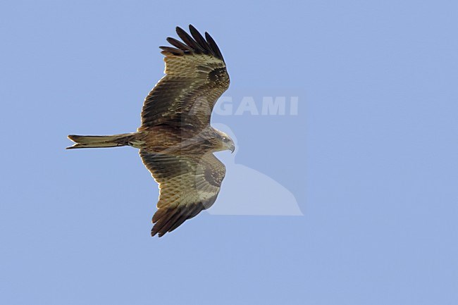 Black Kite flying; Zwarte Wouw vliegend stock-image by Agami/Daniele Occhiato,