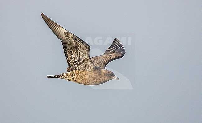 Middelste Jager vliegend; Pomarine Skua flying stock-image by Agami/Menno van Duijn,