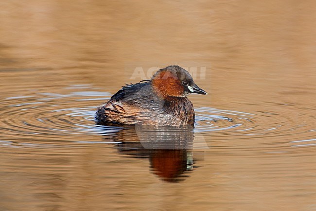 Dodaars zwemmend; Little Grebe swimming stock-image by Agami/Daniele Occhiato,