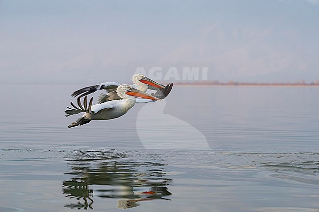 Dalmatian Pelican (Pelecanus crispus) flying over water of lake Kerkini in Greece. stock-image by Agami/Marcel Burkhardt,