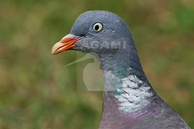 Houtduif close-up; Common Wood Pigeon close-up stock-image by Agami/Daniele Occhiato,