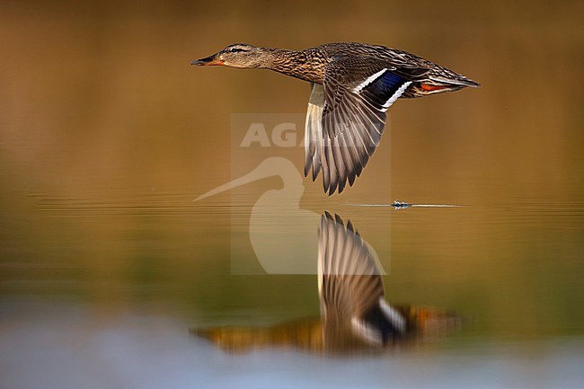 Mallard, Anas platyrhynchos, in Italy. Female in flight. stock-image by Agami/Daniele Occhiato,