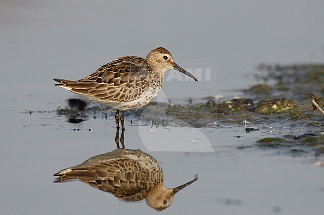 Bonte Strandloper staand in water; Dunlin perched in water stock-image by Agami/Chris van Rijswijk,