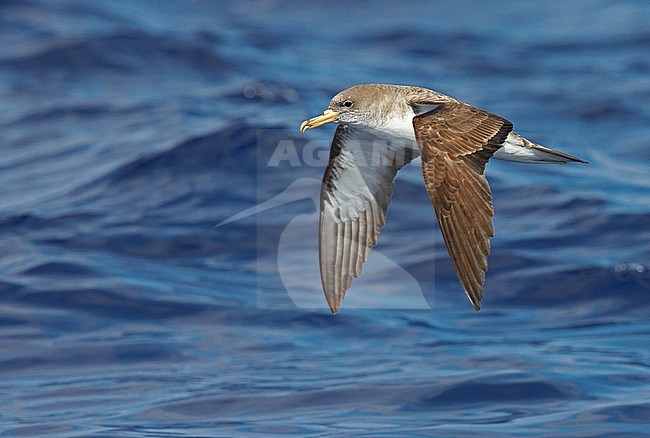 Cory's Shearwater (Calonectris diomedea) Madeira Portugal August 2012 stock-image by Agami/Markus Varesvuo,