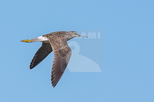 Adult breeding
Galveston Co., TX
April 2023 stock-image by Agami/Brian E Small,