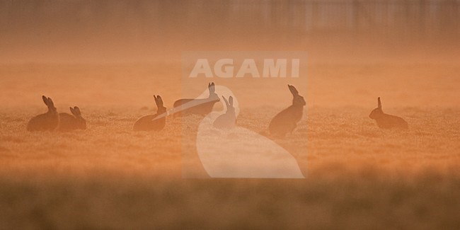 Europese Haas, European Hare stock-image by Agami/Menno van Duijn,