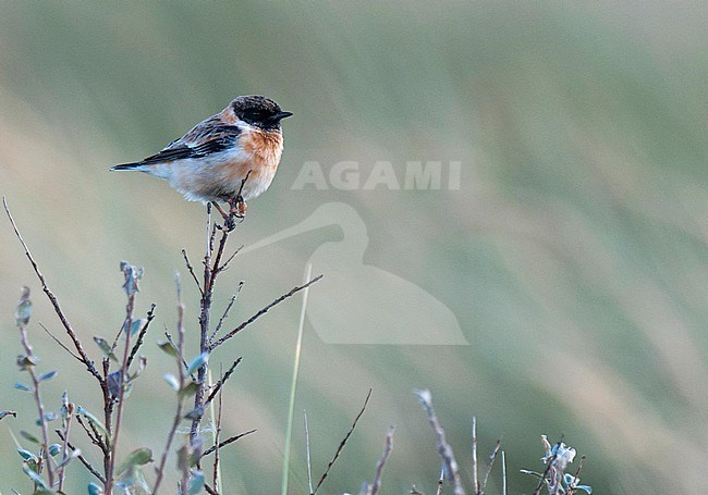 Caspian Stonechat, Kaspische roodborsttapuit, Saxicola variegatus stock-image by Agami/Arnoud B van den Berg ,