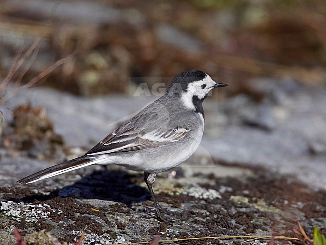 Witte kwikstaart aan de grond; White Wagtail on the ground stock-image by Agami/Markus Varesvuo,