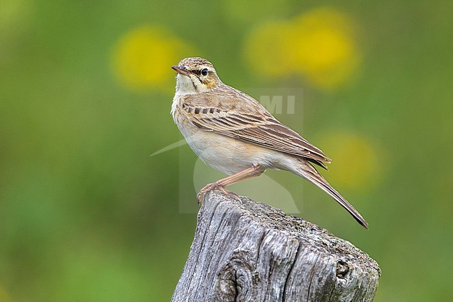 Adult Tawny Pipit (Anthus campestris) in Italy and perched on a trunk stock-image by Agami/Daniele Occhiato,