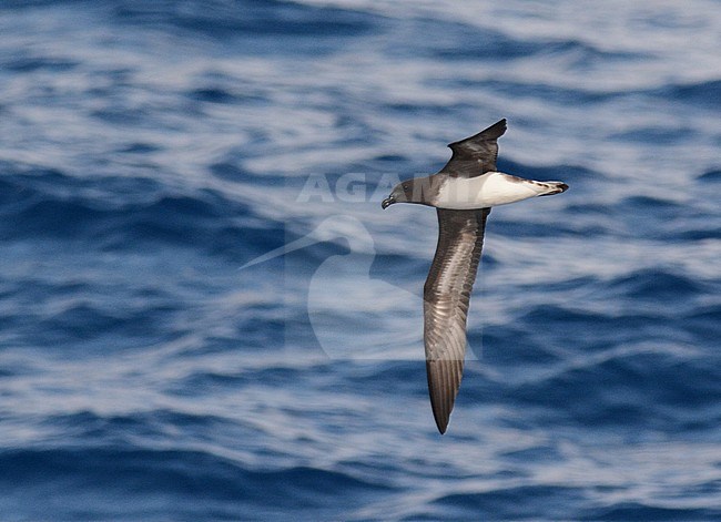 Tahiti Petrel (Pseudobulweria rostrata) in flight over tropical pacific ocean near the Solomon islands. stock-image by Agami/Laurens Steijn,