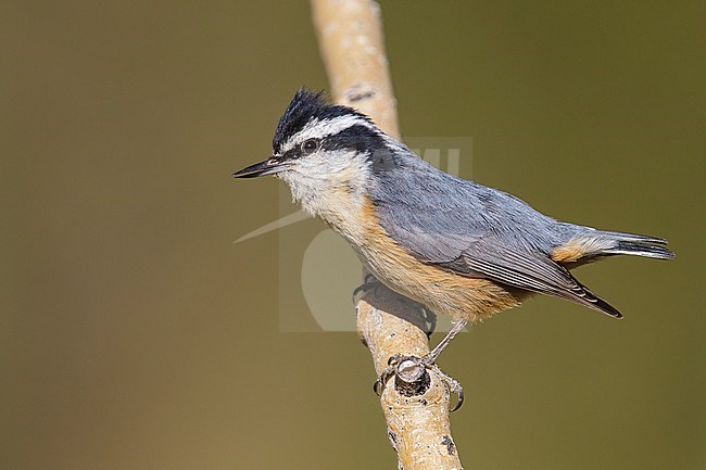 Adult male
Weber Co., UT
June 2013 stock-image by Agami/Brian E Small,