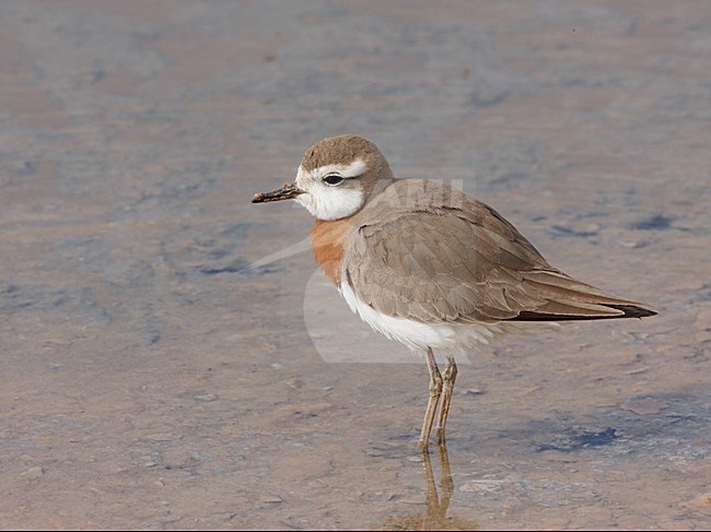 Kaspische Plevier volwassen staand in water; Caspian Plover adult perched in water stock-image by Agami/Markus Varesvuo,