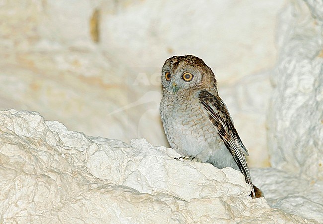 Palestijnse Bosuil;Desert Owl (Strix hadorami) adult on breeding cliff stock-image by Agami/Dick Forsman,
