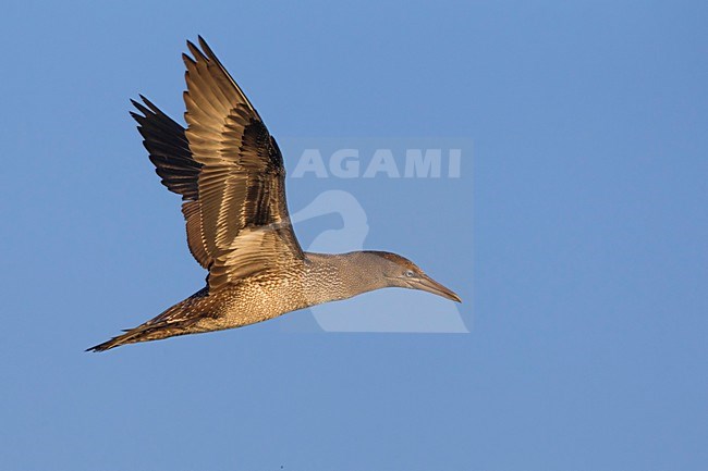 Jan-van-Gent; Northern Gannet; Sula bassana; Morus bassanus stock-image by Agami/Daniele Occhiato,