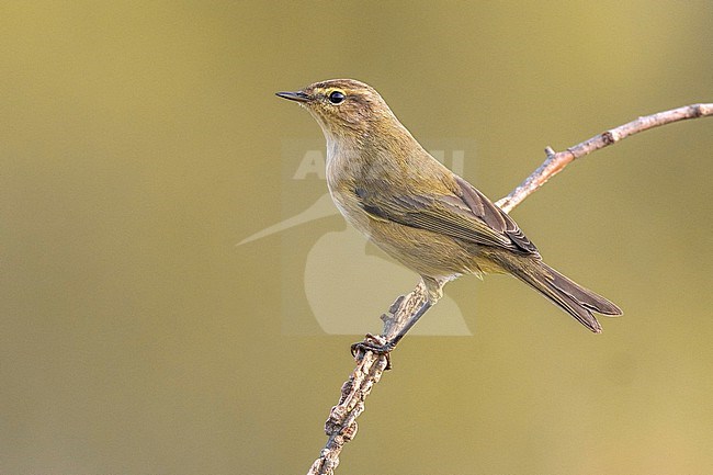 Common Chiffchaff, Phylloscopus collybita, in Italy. stock-image by Agami/Daniele Occhiato,