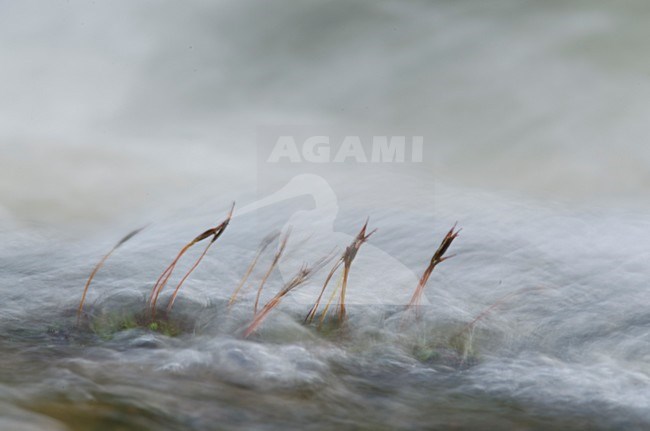 Mos in snelstromend smeltwater; Moss in fastflowing water stock-image by Agami/Rob de Jong,