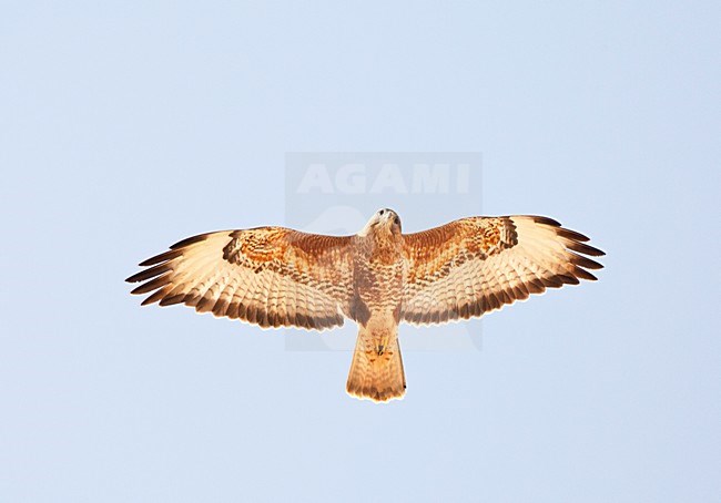 Steppebuizerd op doortrek; Steppe Buzzard on migration stock-image by Agami/Marc Guyt,