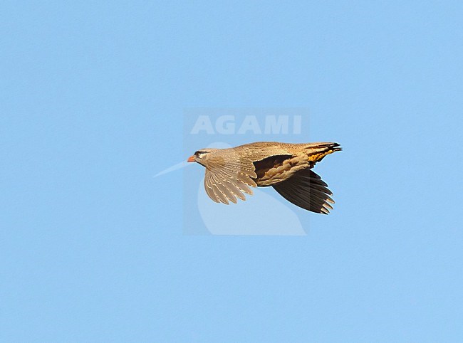 See-see Partridge (Ammoperdix griseogularis) in Turkey. stock-image by Agami/Tomi Muukkonen,