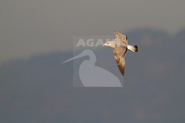 Herring Gull - Silbermöwe - Larus argentatus, Germany, 2nd Winter stock-image by Agami/Ralph Martin,