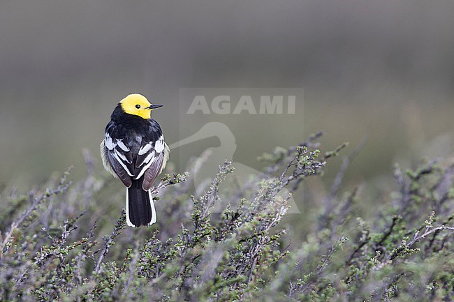 Citrine Wagtail - Zitronenstelze - Motacilla citreola ssp. calcarata, Kyrgyzstan, adult male stock-image by Agami/Ralph Martin,