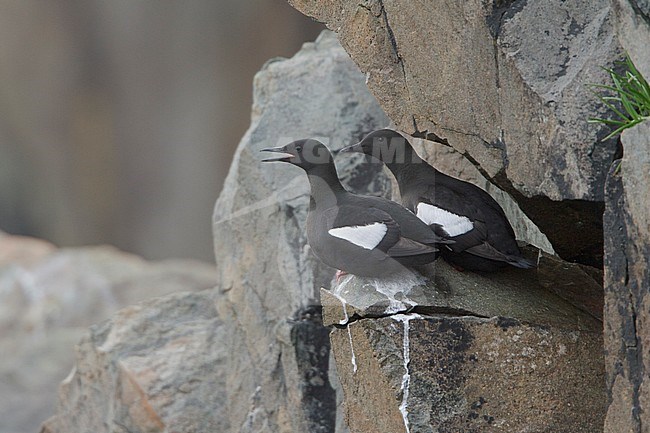 Black Guillemot (Cepphus grylle) perched on a cliff off Newfoundland, Canada. stock-image by Agami/Glenn Bartley,