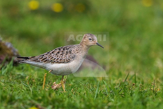 Blonde Ruiter, Buff-breasted Sandpiper stock-image by Agami/Daniele Occhiato,