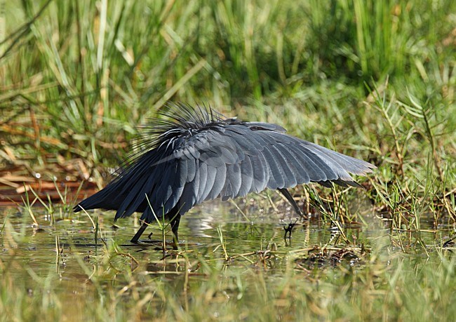 Zwarte Reiger fouragerend in moeras vleugels uit; Black Heron  foraging in swamp wings out stock-image by Agami/Roy de Haas,