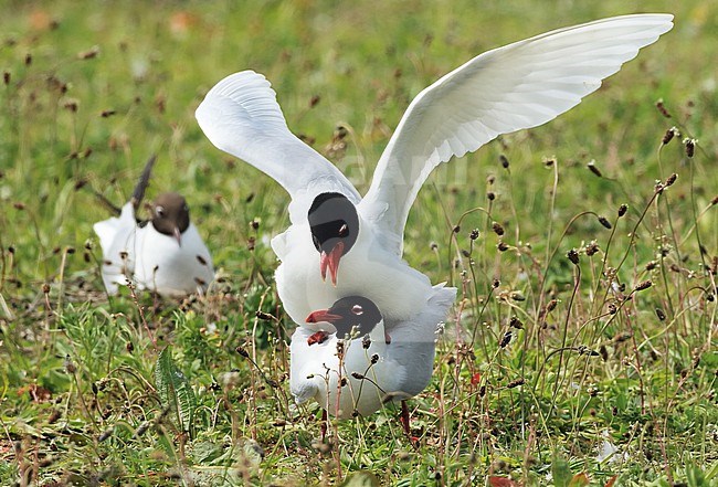 Parende zwartkopmeeuwen op de Sassenplaat Mating Mediterranean Gulls on the Sassenplaat, The Netherlands stock-image by Agami/Jacques van der Neut,