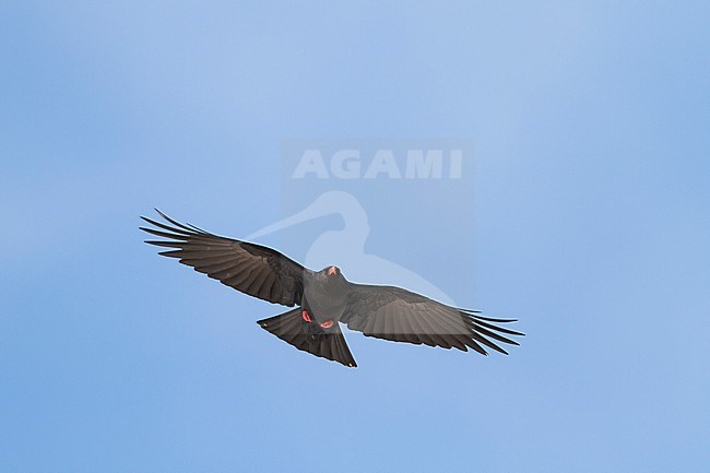 Red-billed Chough (Pyrrhocorax parrhocorax ssp. barbarus), Morocco, adult in flight stock-image by Agami/Ralph Martin,
