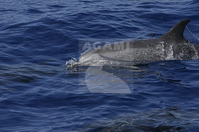 Atlantische Gevlekte Dolfijnen bij Madeira; Atlantic Spotted Dolphins off Madeira stock-image by Agami/Menno van Duijn,