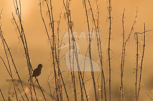 Booted Warbler - Buschspötter - Iduna caligata, Russia (Ural) stock-image by Agami/Ralph Martin,