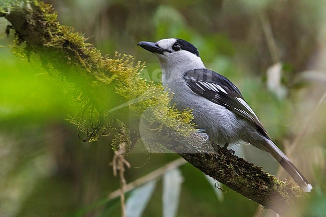 Hook-billed Vanga perched on mossy branch stock-image by Agami/Dubi Shapiro,