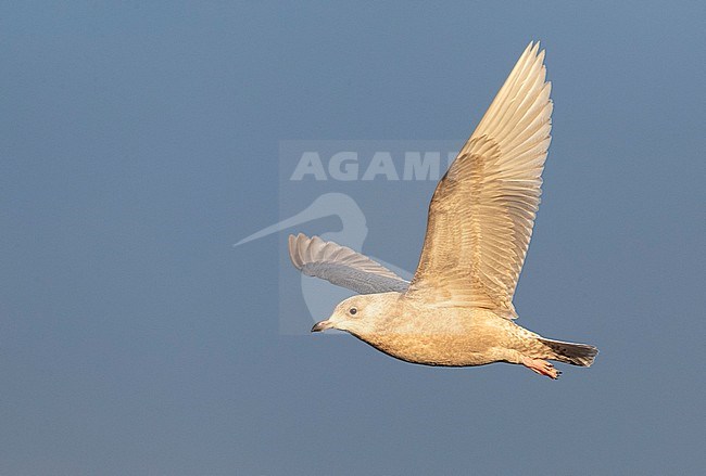 Wintering second calendar year Iceland Gull (Larus glaucoides) flying over arctic harbour in Varangerfjord, northern Norway. stock-image by Agami/Marc Guyt,