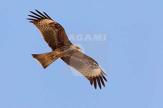 Juveniele Zwarte Wouw in de vlucht; Juvenile Black Kite in flight stock-image by Agami/Daniele Occhiato,