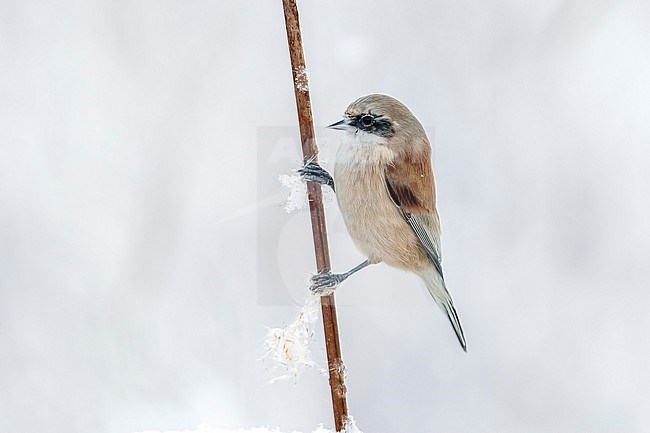 Adult Penduline Tit (Remiz pendulinus pendulinus) perched in Tour & Taxi, Brussels, Brabant, Belgium. stock-image by Agami/Vincent Legrand,