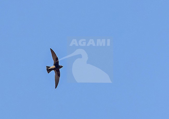 White-naped swift (Streptoprocne semicollaris) in Mexico. stock-image by Agami/Pete Morris,