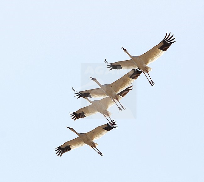 Ernstig bedreigde Siberische Witte Kraanvogels in Chinese overwinteringsgebied; CRITICALLY ENDANGERED Siberian Cranes (Leucogeranus leucogeranus) in Chinese wintering area stock-image by Agami/James Eaton,