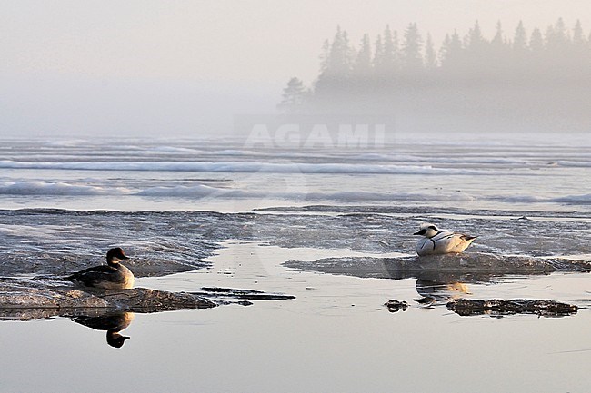 Paartje Nonnetje zittend op ijs; Pair of Smew resting on ice stock-image by Agami/Jari Peltomäki,
