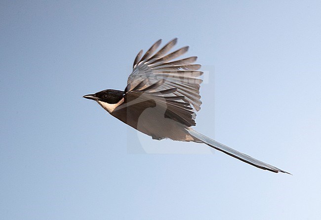 Iberian Magpie (Cyanopica cooki) in fligh in Spain. stock-image by Agami/Marc Guyt,