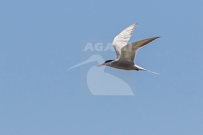 Adult White-cheeked Tern, Sterna repressa, in flight. stock-image by Agami/Vincent Legrand,
